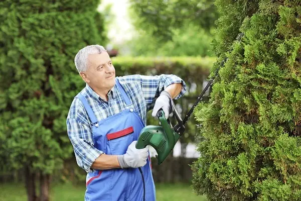 Bush Trimming